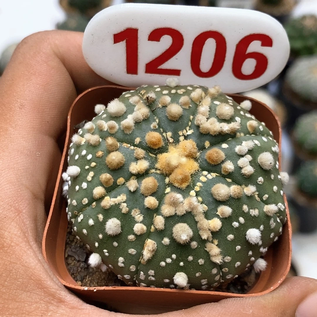 1206花园福利特价咯啦