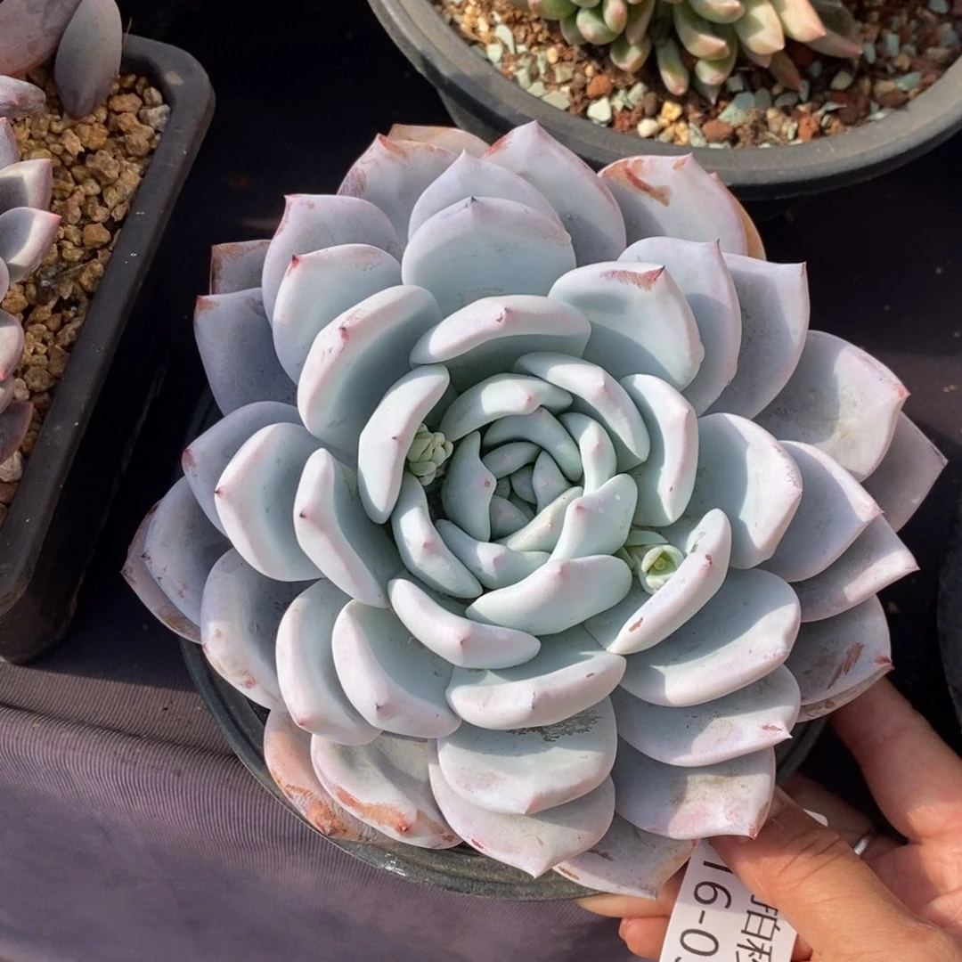 微****两单包邮1216-31嫦娥