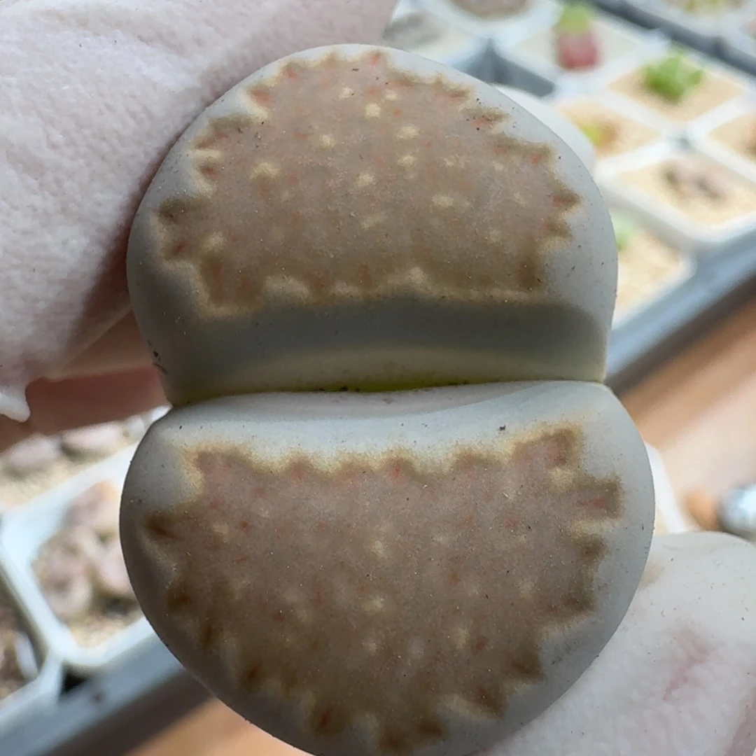 鲸***喜1229-07饼干编号216