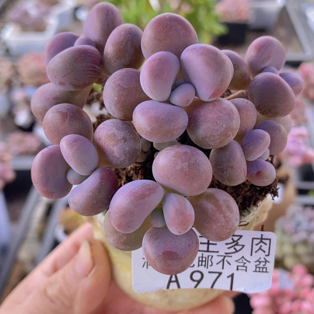 腰子桃蛋7cm971多肉植物