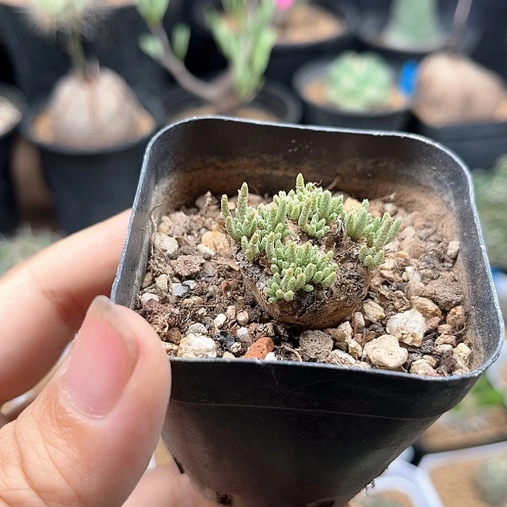 红花韧锦实生球一颗2.7cm