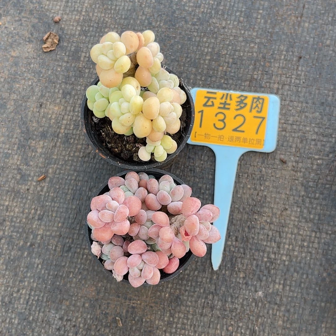 云尘多肉一物一拍1327