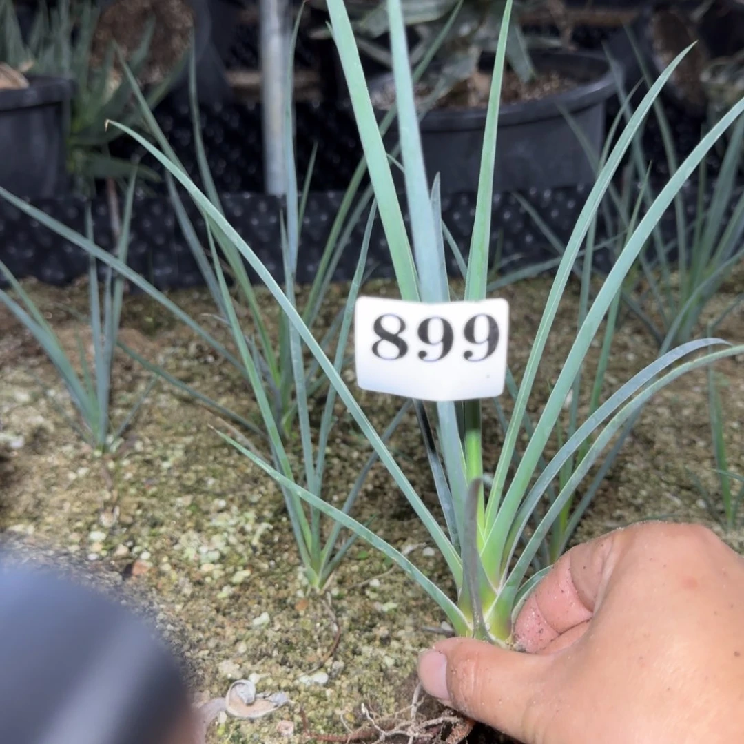 雾***秋扭叶约书亚树多肉植物