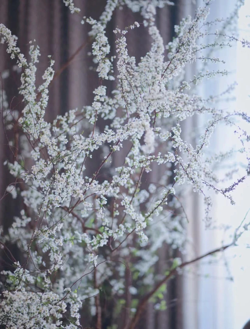 《雪柳》鲜枝水培耐寒开花室内绿植遇水枯木成花