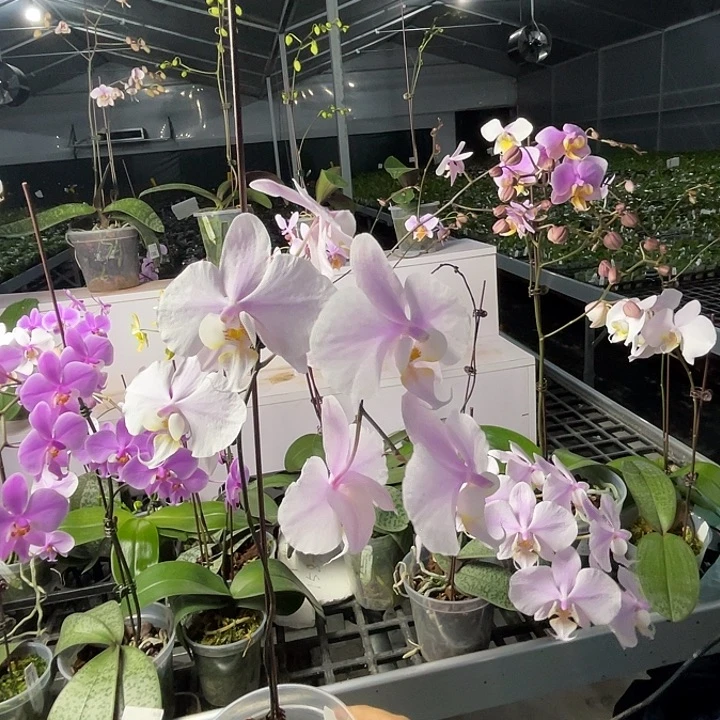 以实际为准编号820桑德交西2316