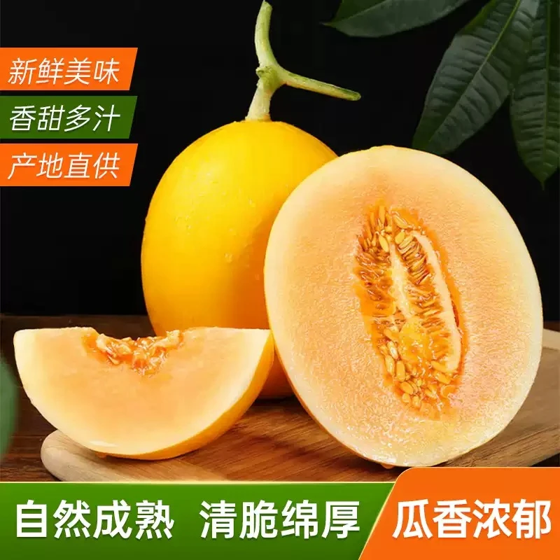 正宗甘肃民勤蜜瓜黄河蜜瓜黄金蜜瓜香瓜产地新鲜水果精选