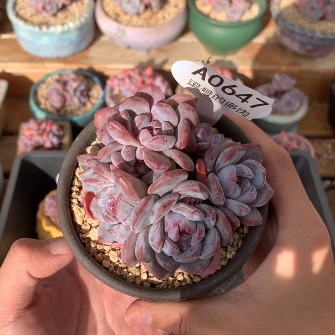A0647 开播福利 紫皮星影群 有砍 9cm