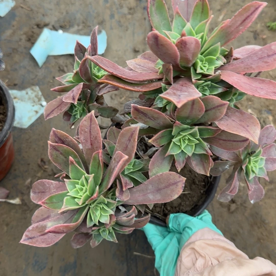 红叶444满20包邮断枝不包瑕疵