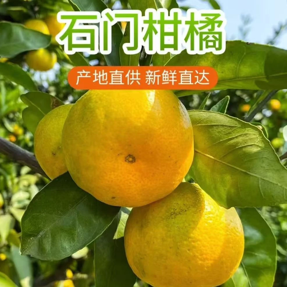石门柑橘高山蜜橘应季孕妇水果无核省心实用皮薄多汁产地直发