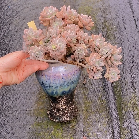 190多肉植物老桩