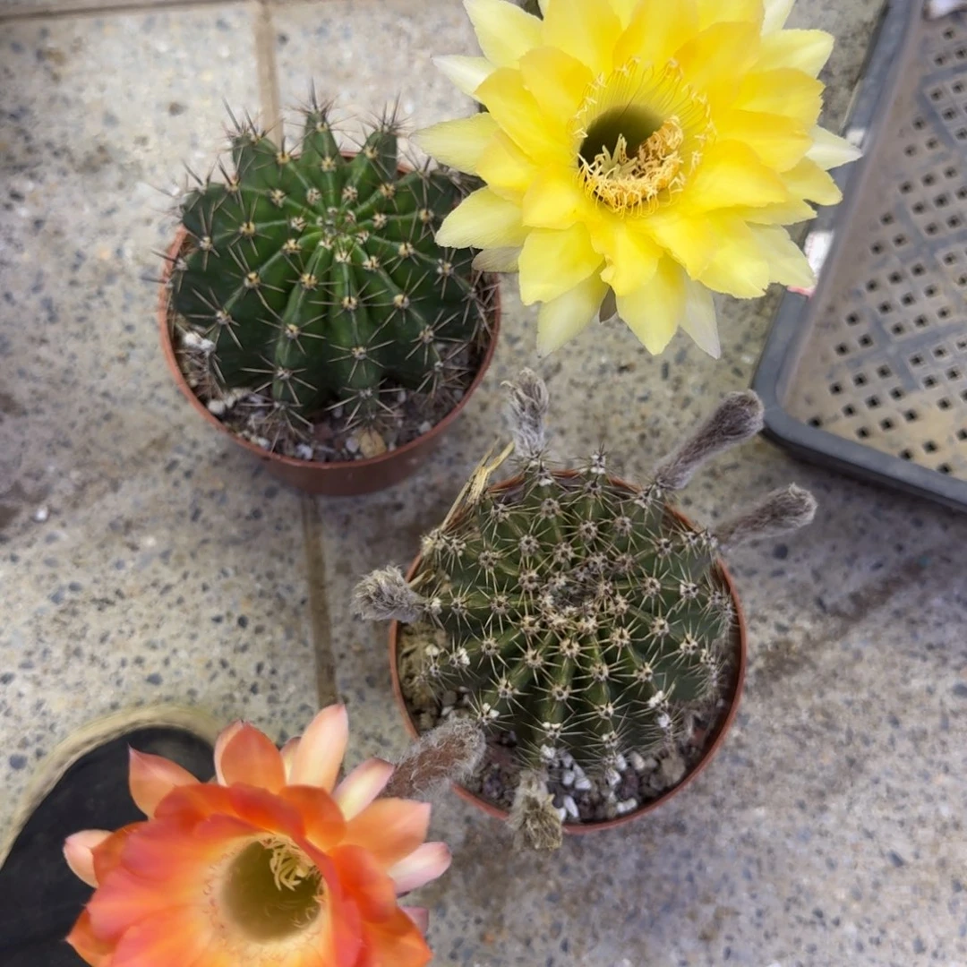 249彩草脱土发货掉侧牙无售后斑掰花