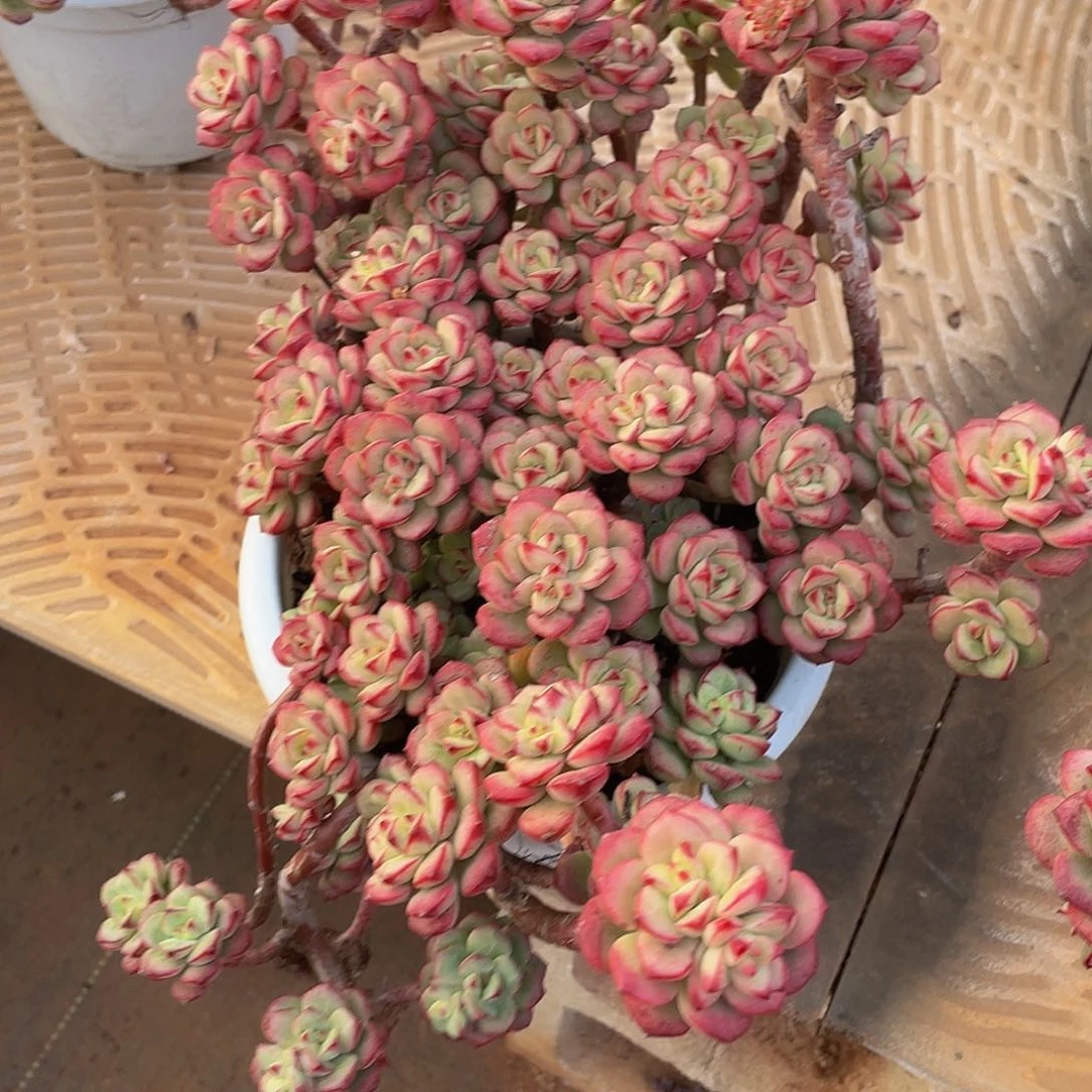 探戈多肉多肉多肉