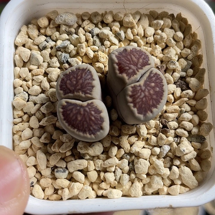 佳人园艺多肉生石花福利了菊474