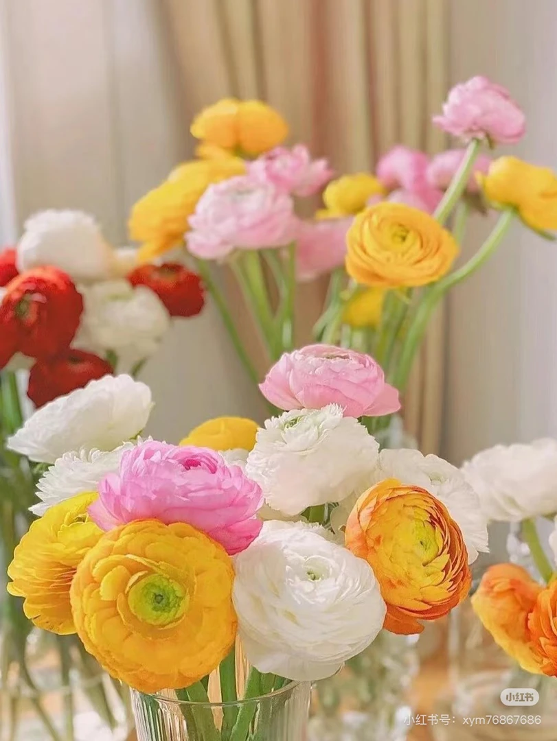 洋牡丹鲜花，我要买我不售后