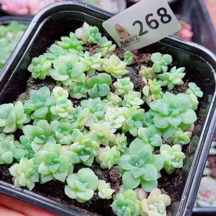 多肉植物多肉植物