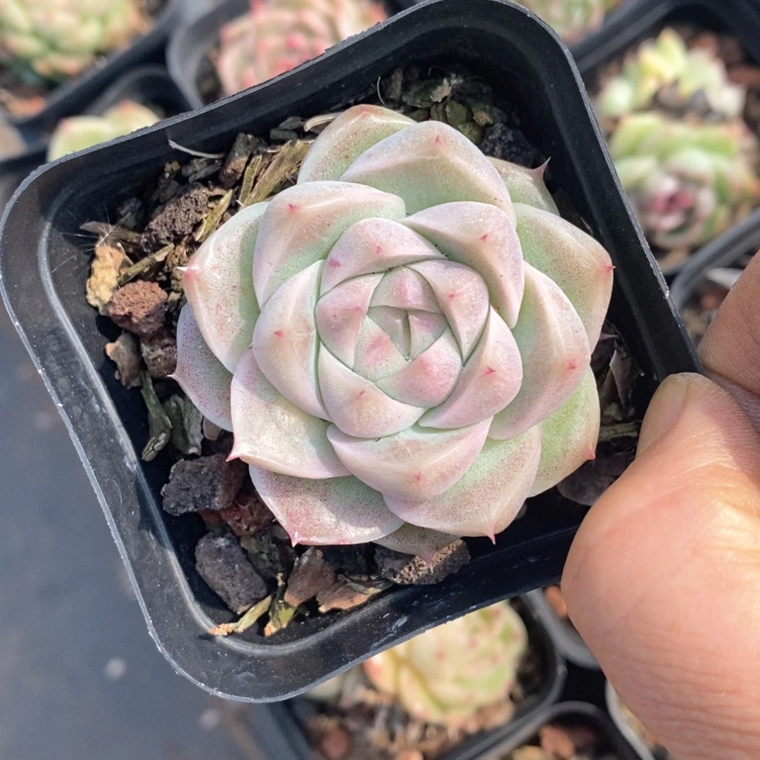 精品多肉一物一拍不包整54