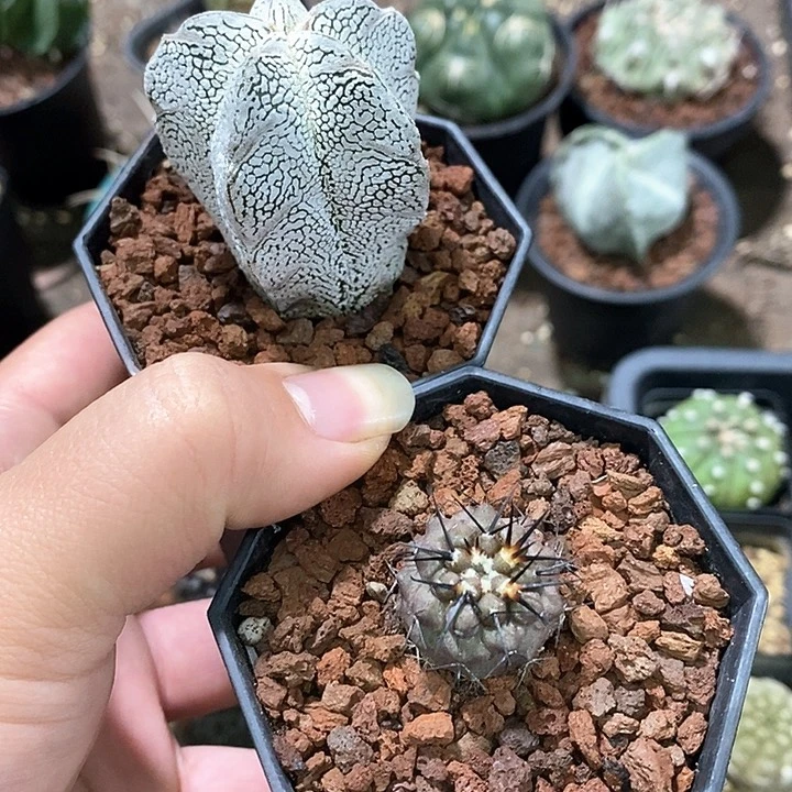 雨****o孤品实生孤龙丸+恩冢鸾凤玉