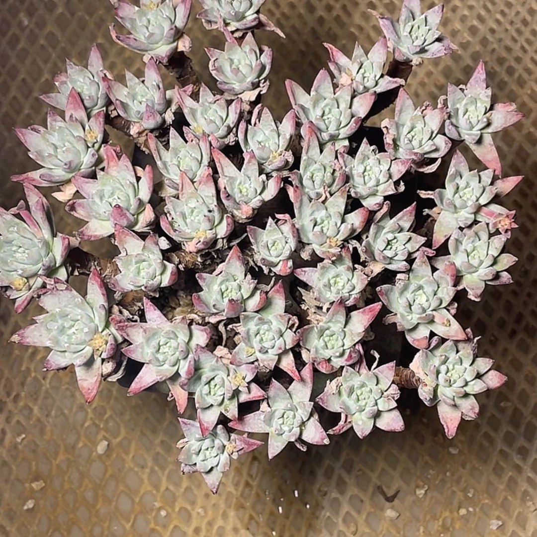 【闪购商品】格*白菊苹果叶