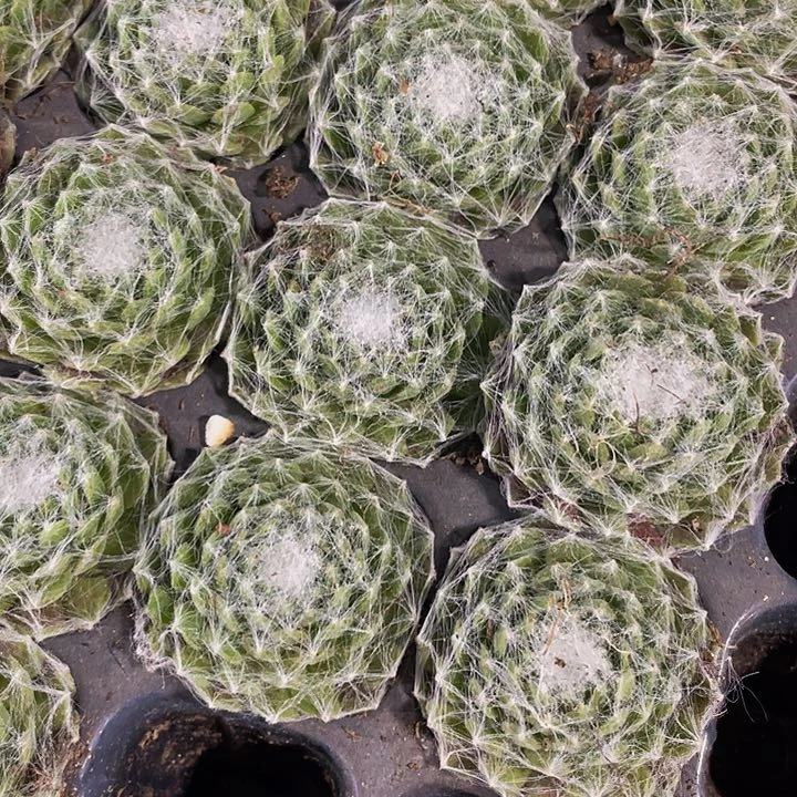 小猪丝卷卷1元带土