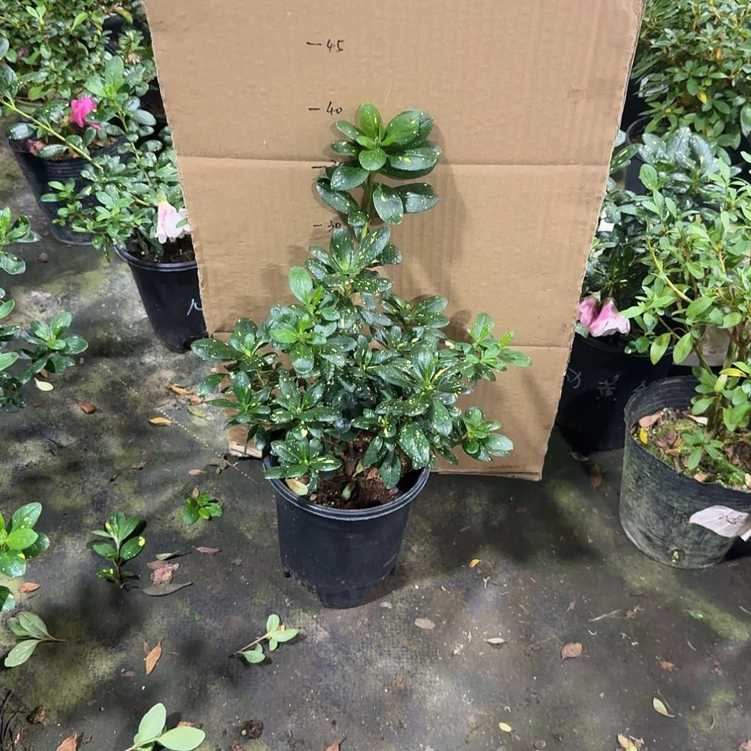 A***哥完全开放心动黄金杜鹃花