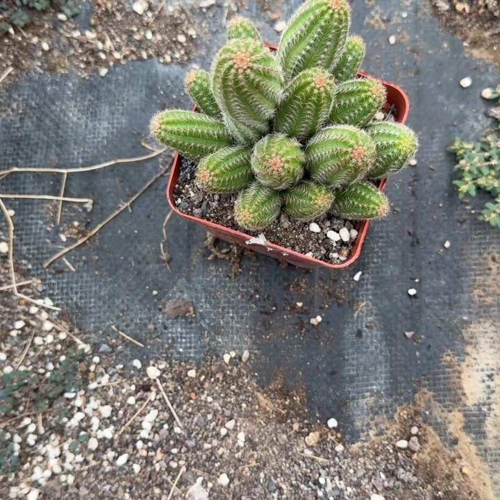白檀仙人掌群生503