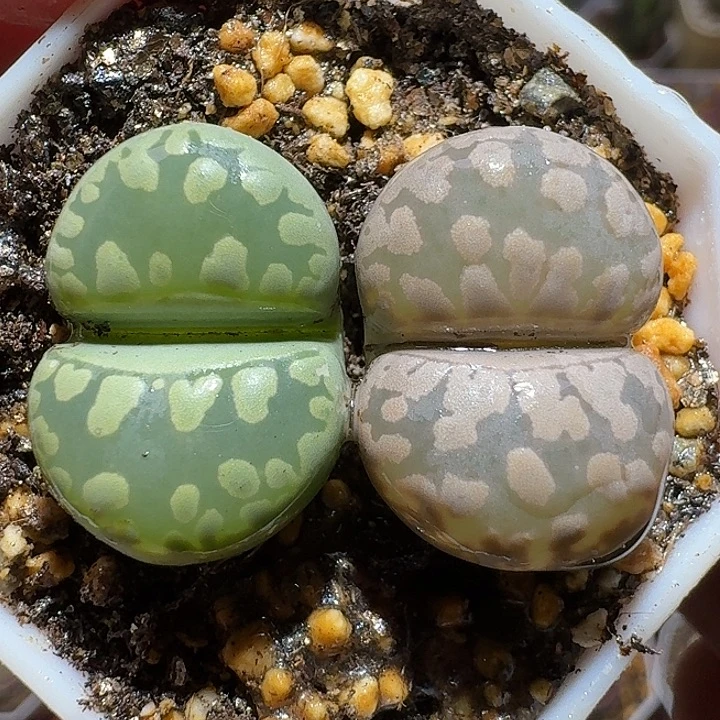 生石花111111。   319