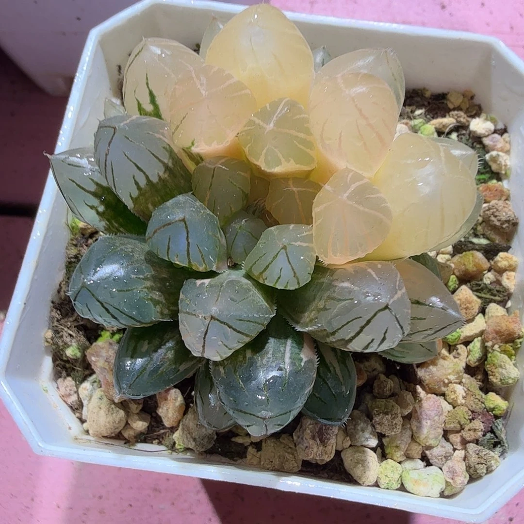 玉露锦，多肉植物。