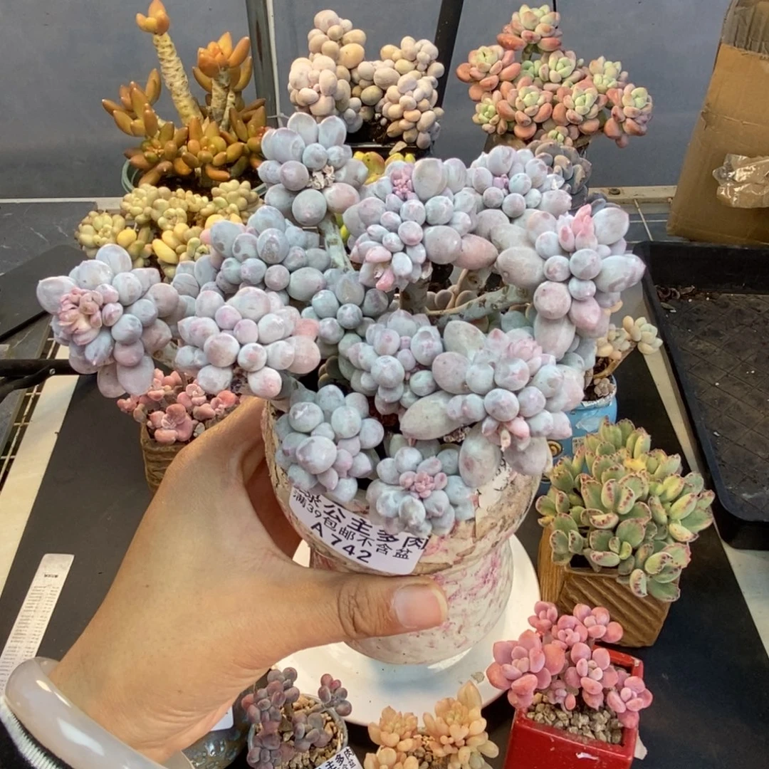 742香水手指奶多肉9cm