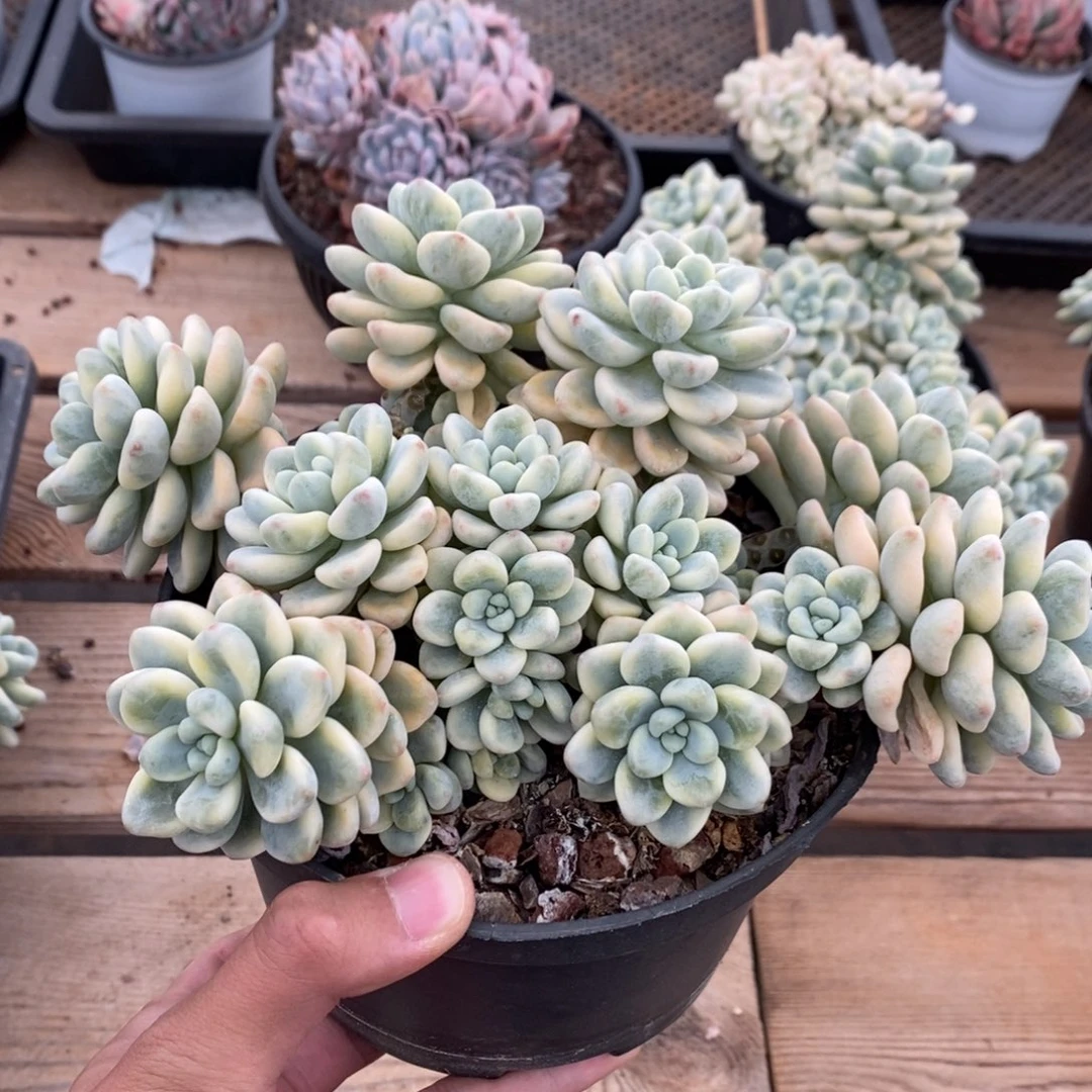 劳尔锦多肉植物6587