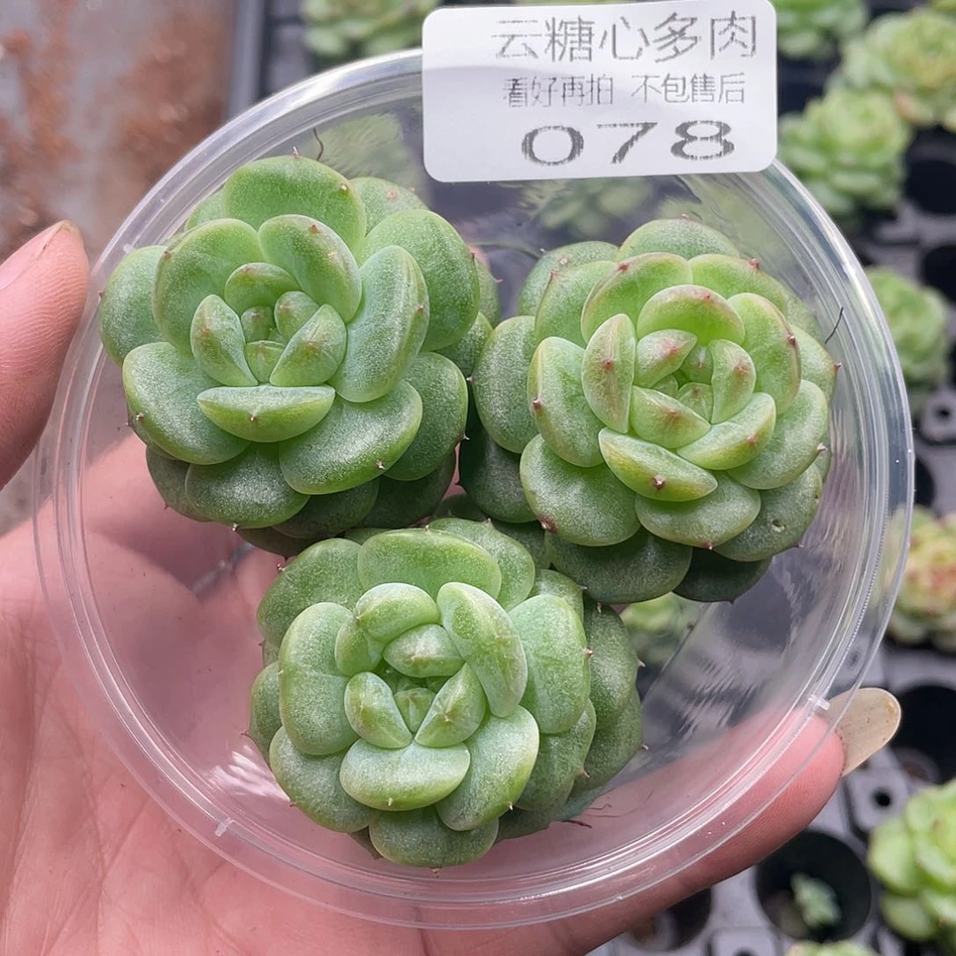 云糖心多肉植物78