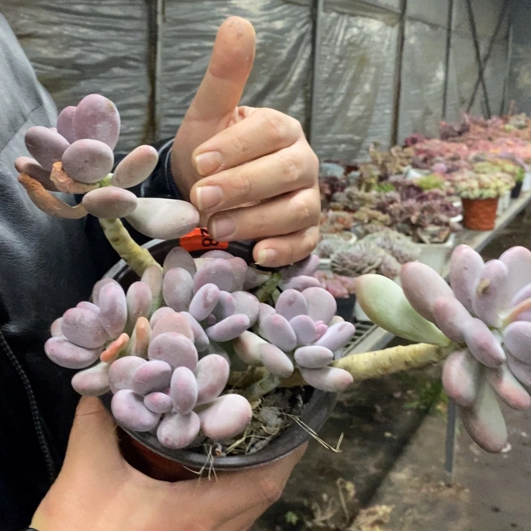 奶酪三大头起发老桩，160杯