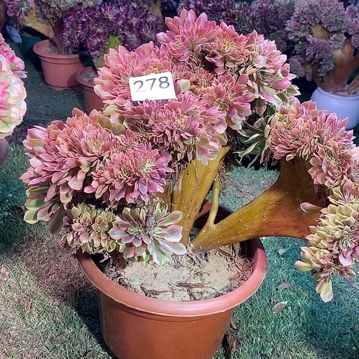 梦幻七彩法师缀化278