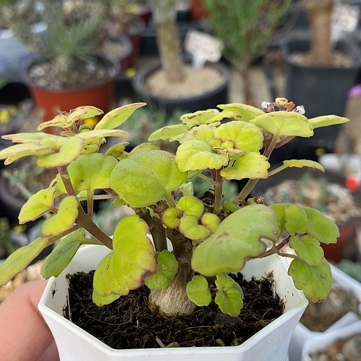 341爱是延命草一一一一