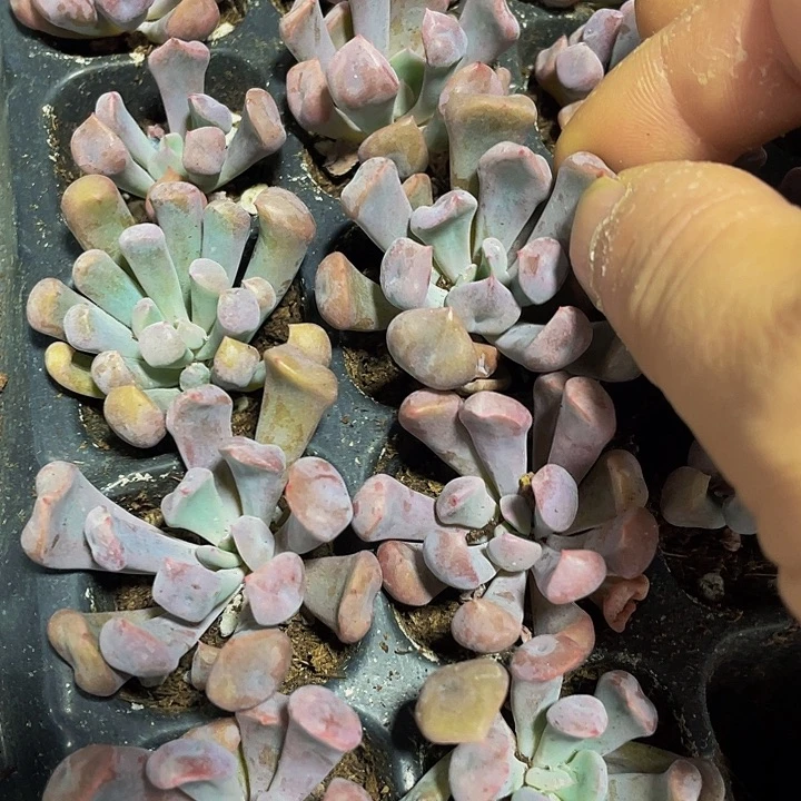 小丘比特1元带土发