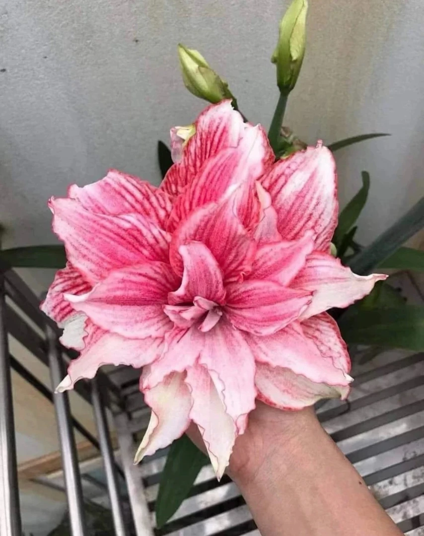 不朽的爱朱顶红，重瓣朱顶红种球，裸球发货