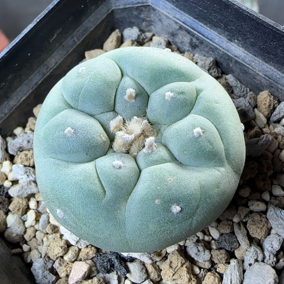 016实生大尤草球多肉
