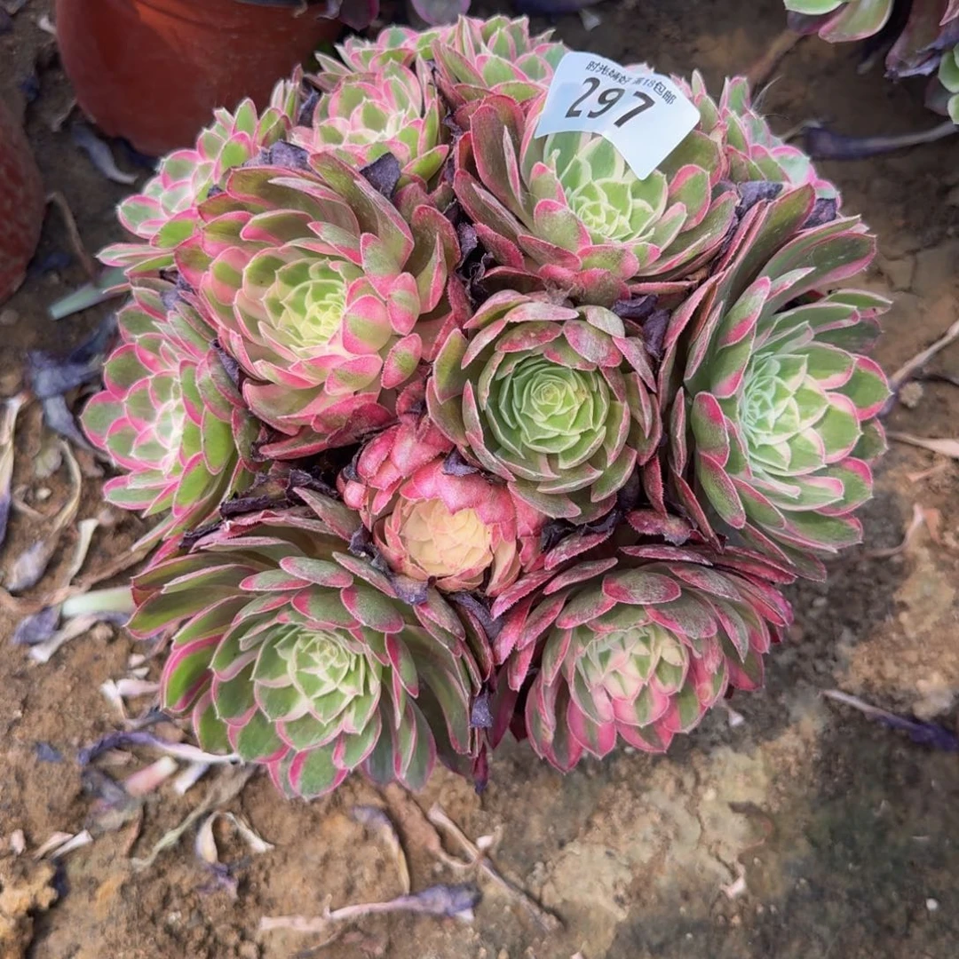 ?**?297孔雀翎。多肉植物