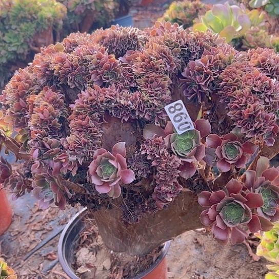 牛***多肉植物一玫瑰追