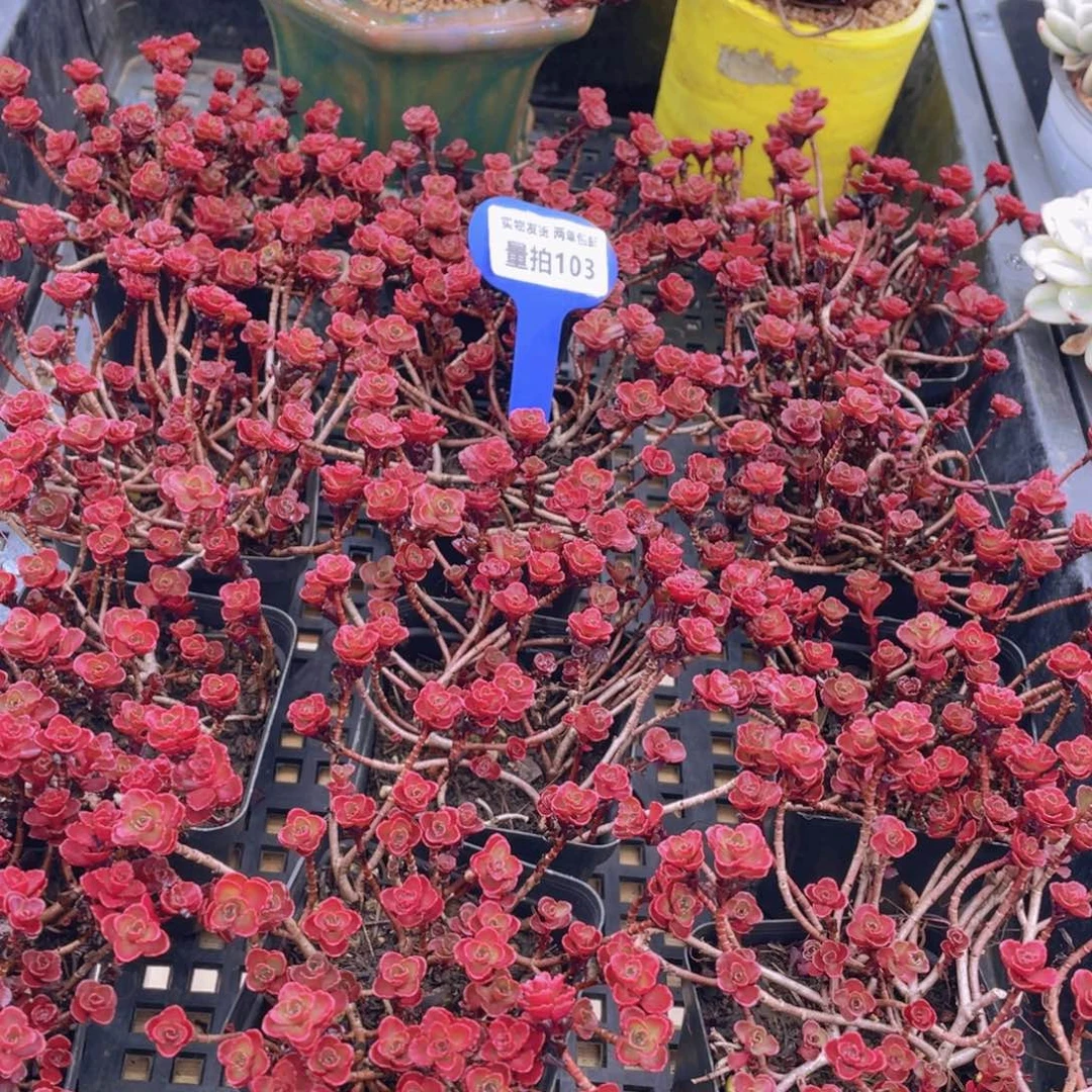 量拍103号 小球玫瑰一盆