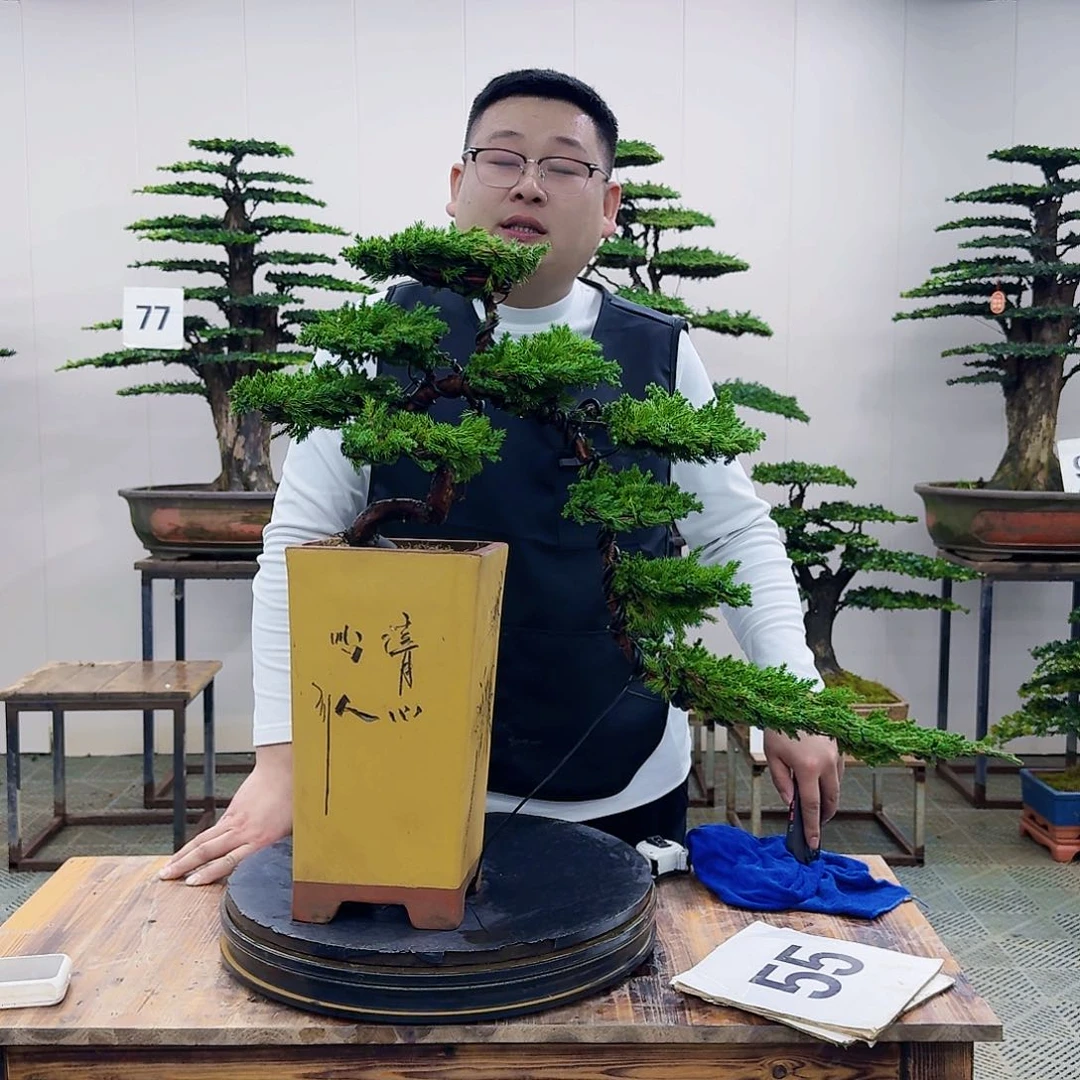 盆景柏树造型盆景