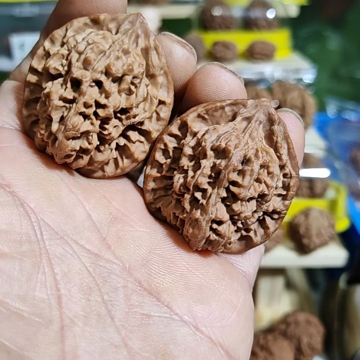 40加尺寸，秦岭野生官帽