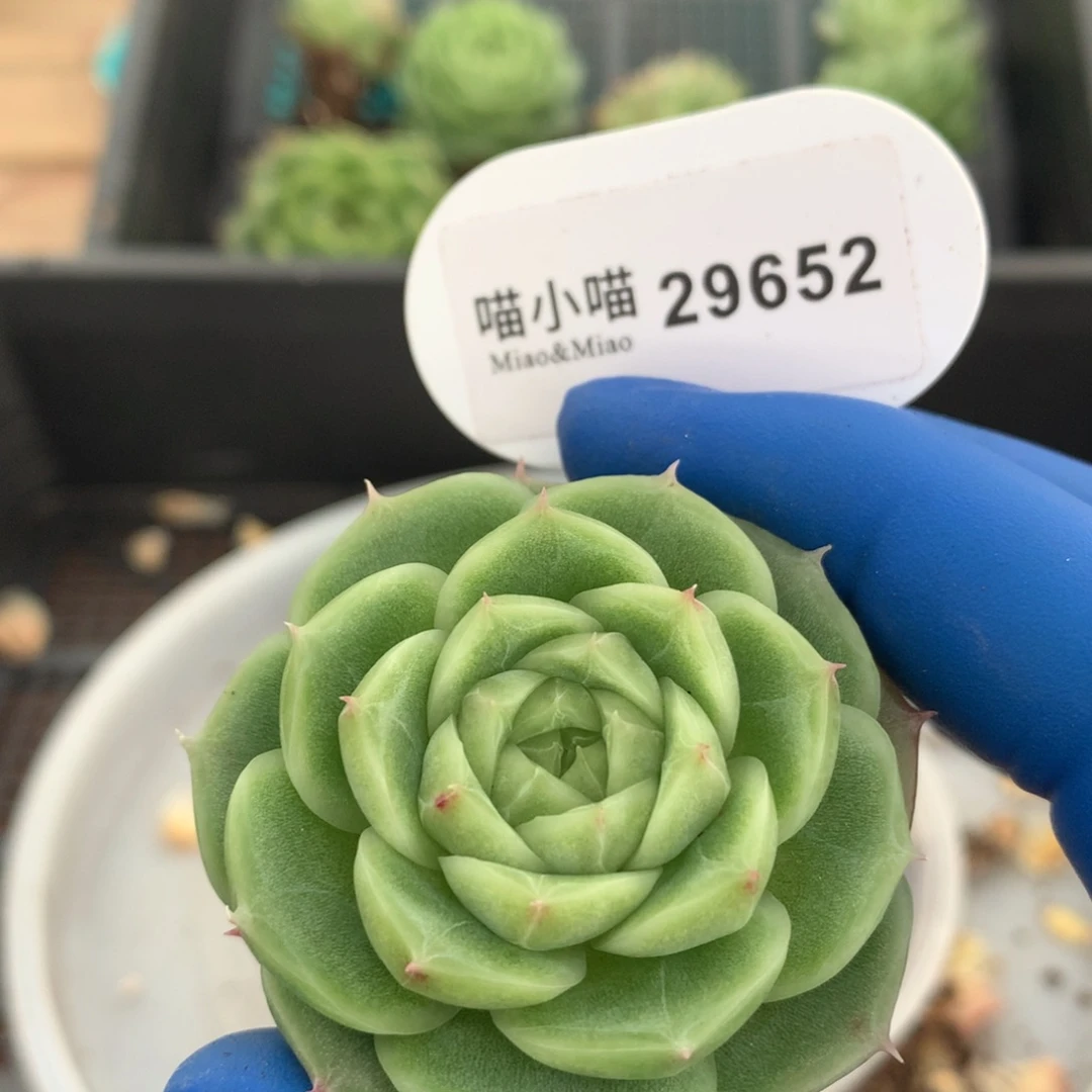暖***雨多肉植物杂交珍妮