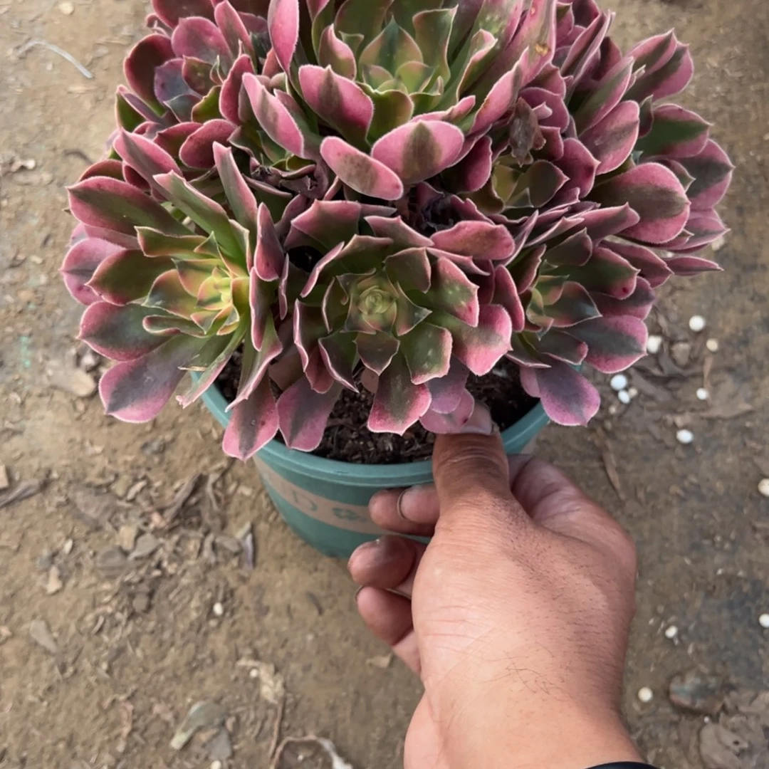 168香妃多肉植物法师