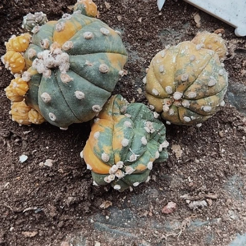 260三个不售后的产品