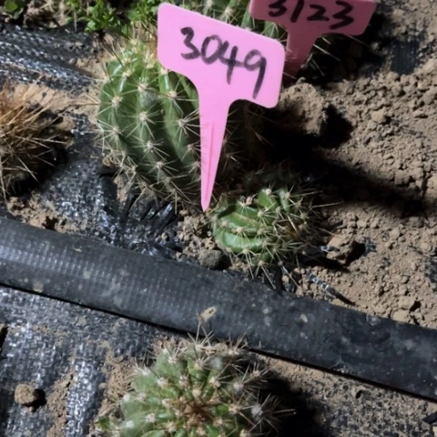 牛牛双头3049毛花柱