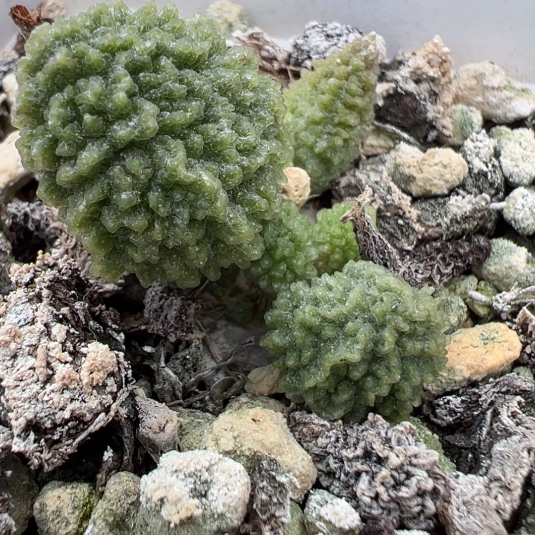 实生新品多肉植物水泡多肉植物