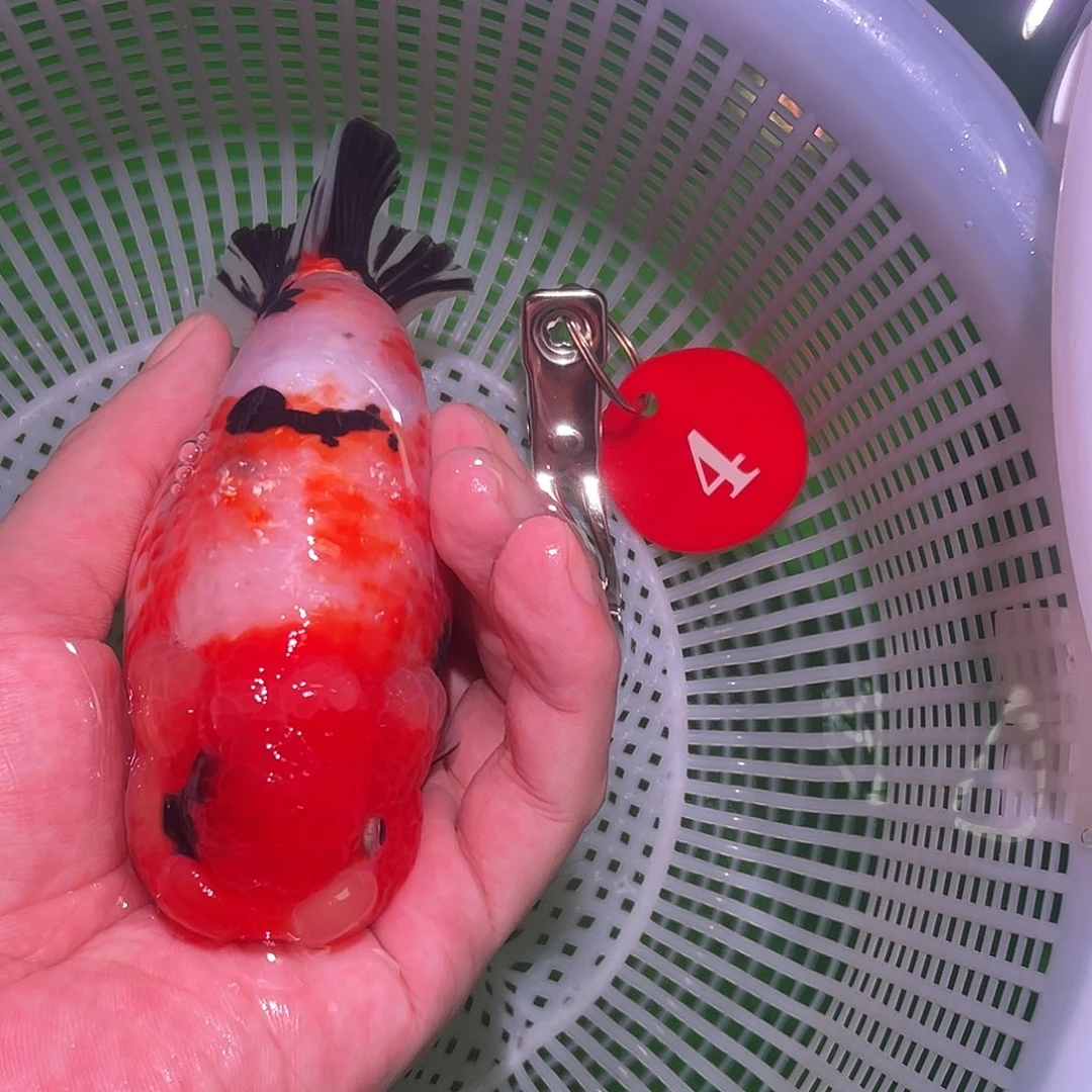 金鱼大头娃娃脸樱花