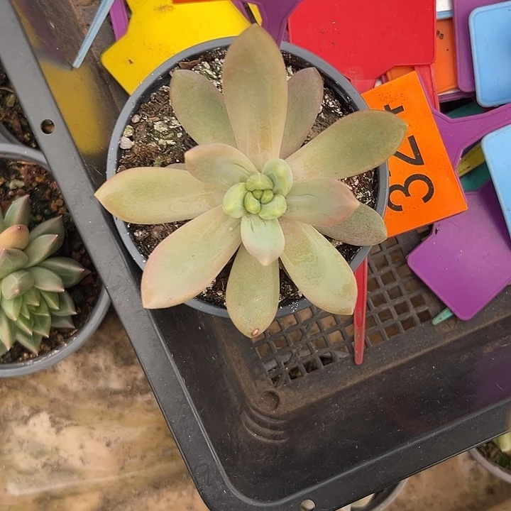 多肉植物朵维奇369