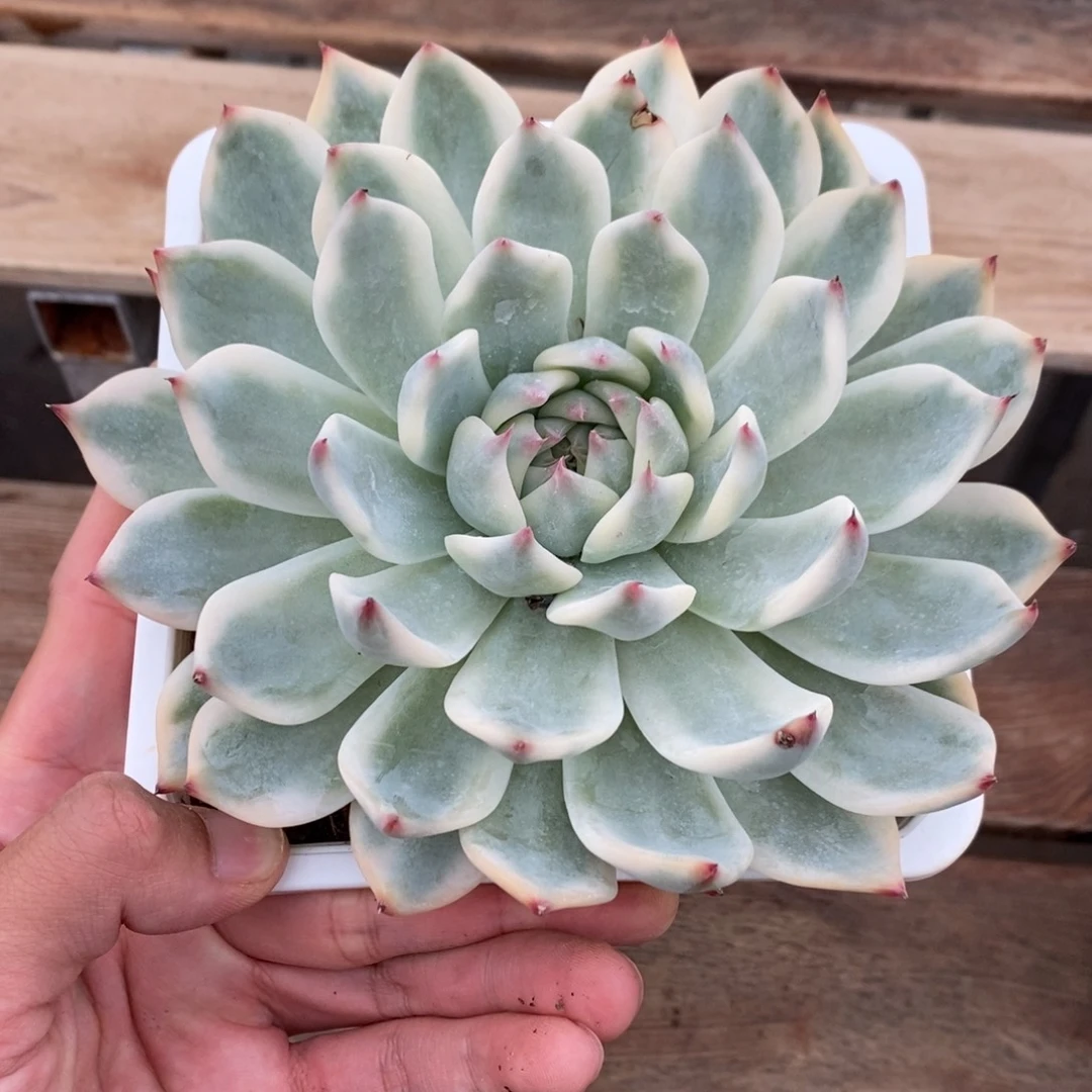 吉娃娃多肉植物9299