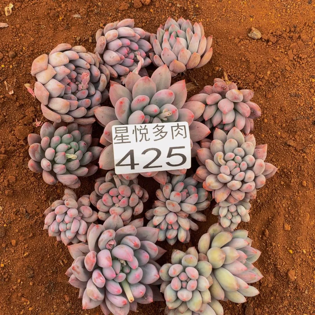 425所罗门精品多肉
